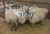 First prize pen of Scotch Mules